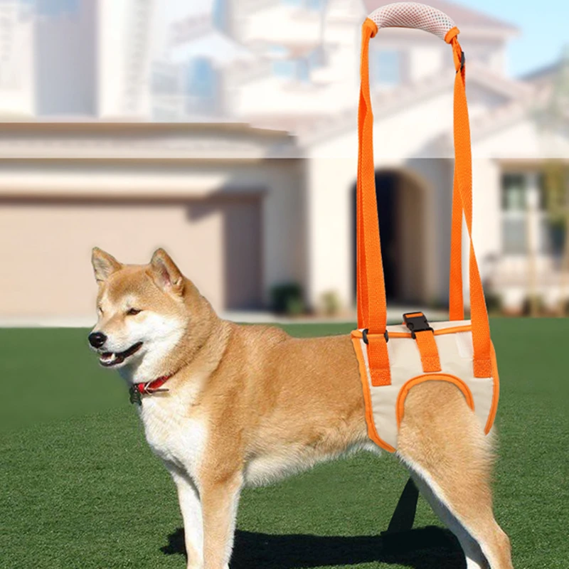 How To Help A Dog With Weak Hind Legs