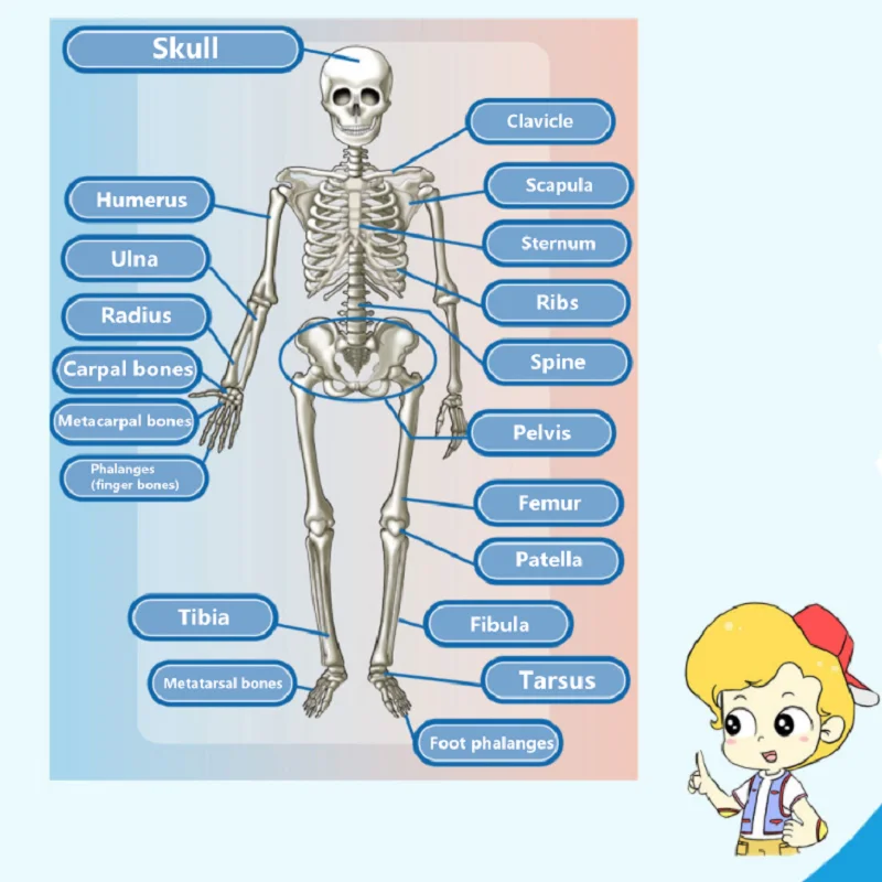 Kids Educational Toy Science STEM Game Assembled Human Body Skeleton Anatomy Organs Bones Kit STEM Toys For Children 6