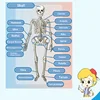 Kids Educational Toy Science STEM Game Assembled Human Body Skeleton Anatomy Organs Bones Kit STEM Toys For Children 6