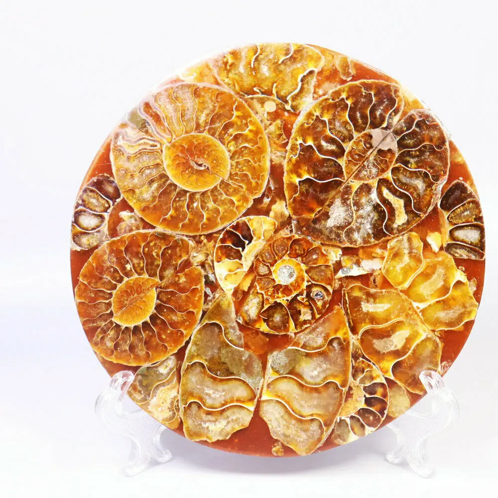 12 "Top!! Mezzo Taglio Ammonite Shell Jurassic Fossil Disc Madagascar