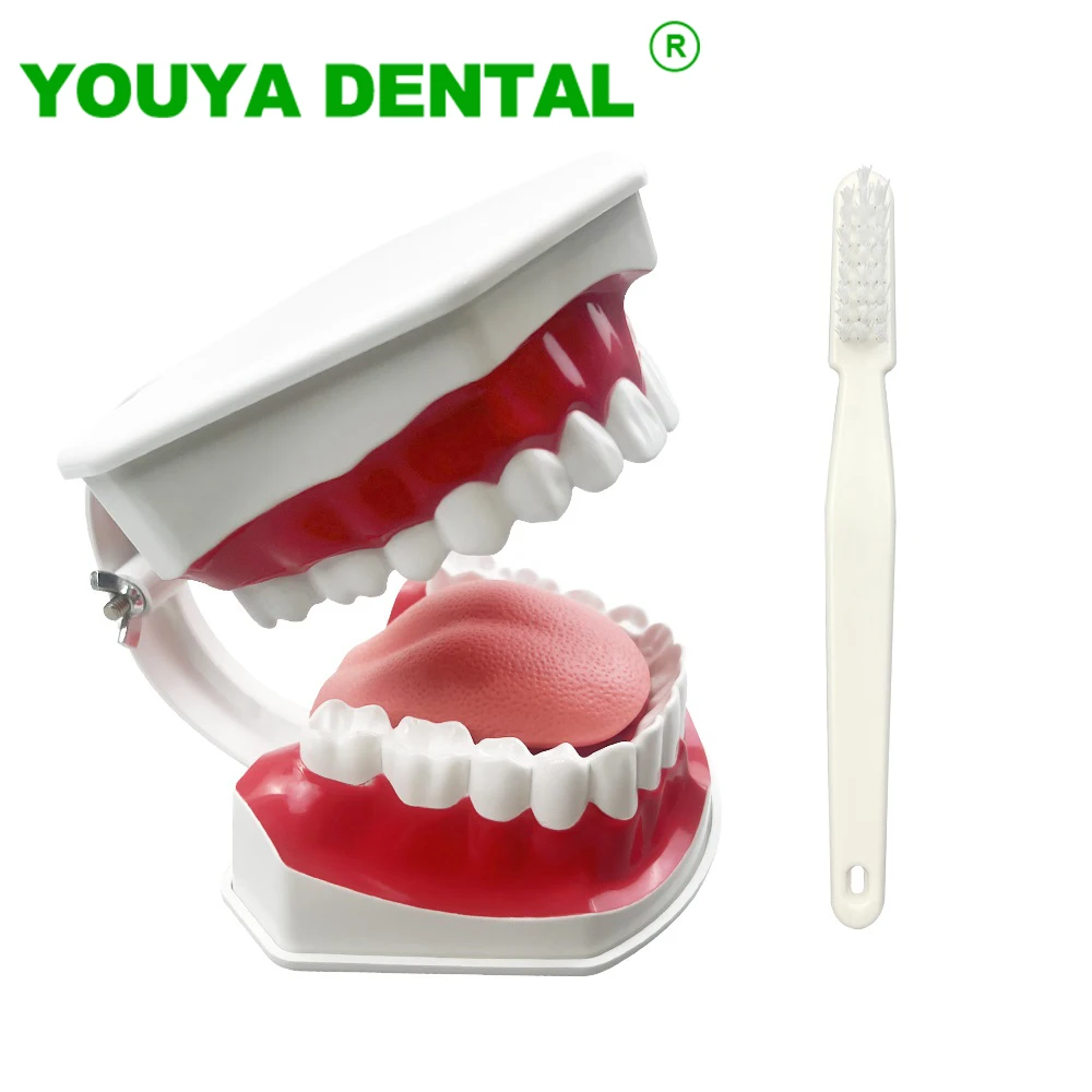 Dental Brushing Technique Demonstration Model with Tools - Oral Education Supplies