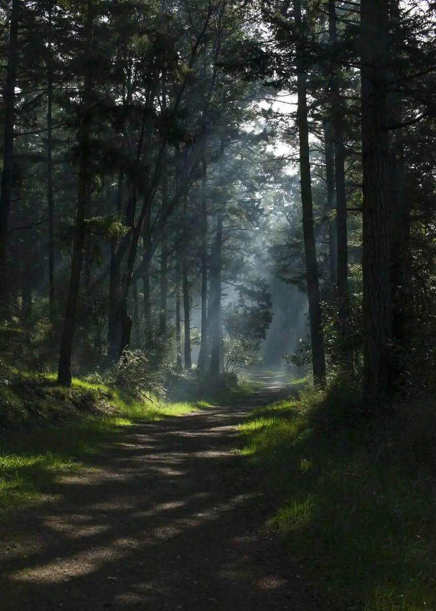 Enchanting Dark Green Forest Landscape Canvas Wall Art