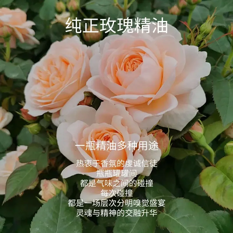 10ML Rose Essential Oil Pure Natural Organic Aromatherapy Rose Oils for defuser aroma stone car air freshener massage