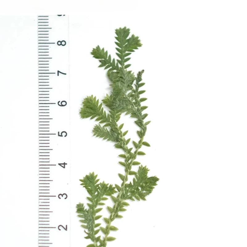 Natur grünes Gras gepresste Blume DIY Pflanze Fotorahmen Lesezeichen Duftkerze Tischlampe Epoxidharz Trockenblume Handyhülle, 12 Stück – Detail 6