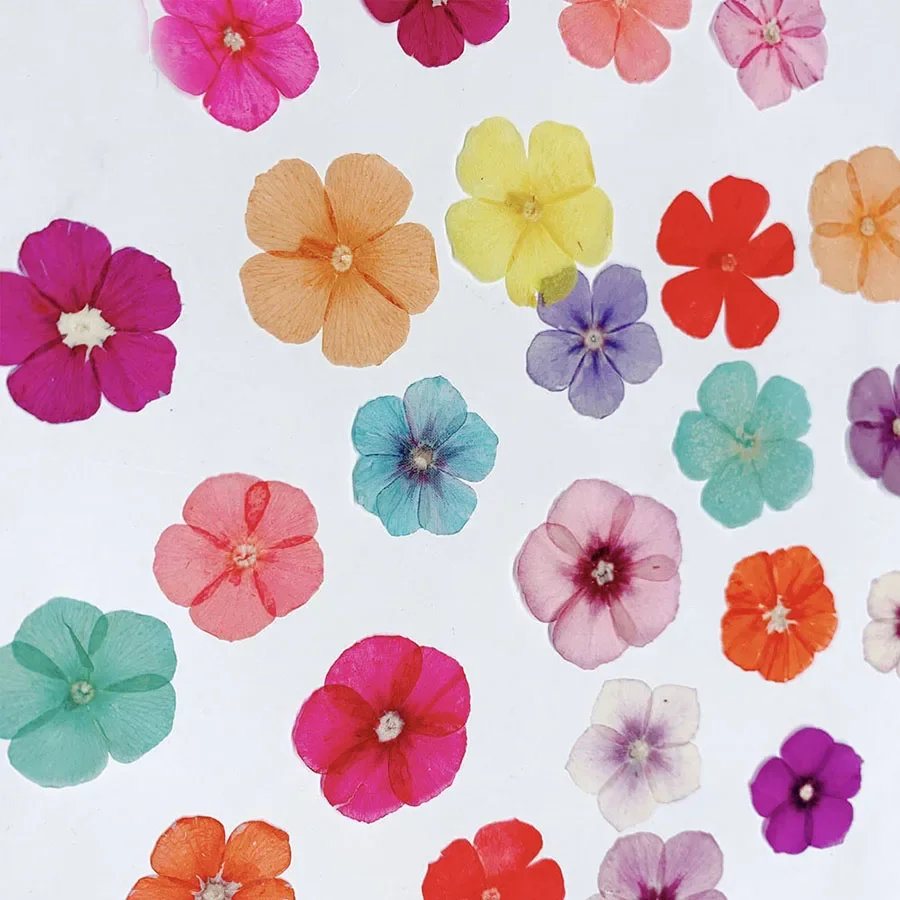 

60pcs Pressed Dried Phlox Drummondii Flower Plant Herbarium For Jewelry Postcard Bookmark Phone Case Invitation Card DIY