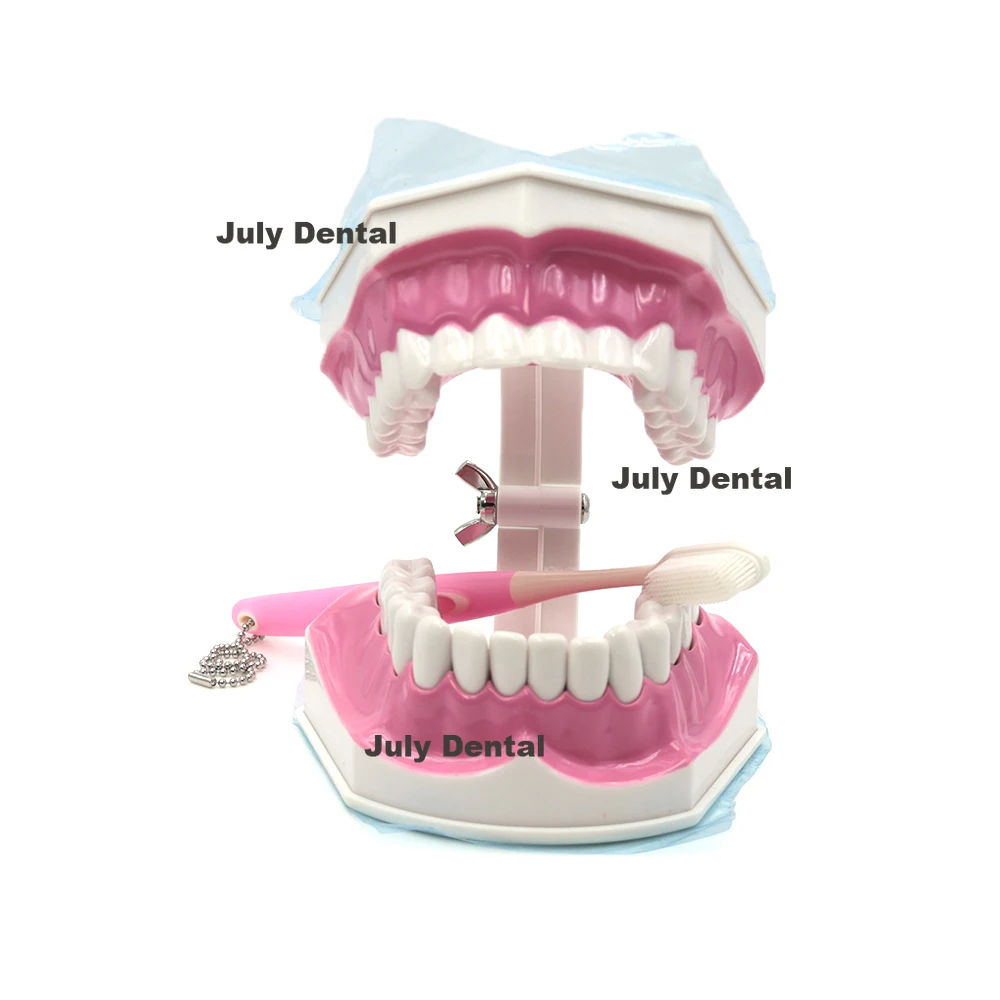 

Dental Typodont Teeth Model Brushing Flossing Practice Teach Demo 1.2 Enlarge