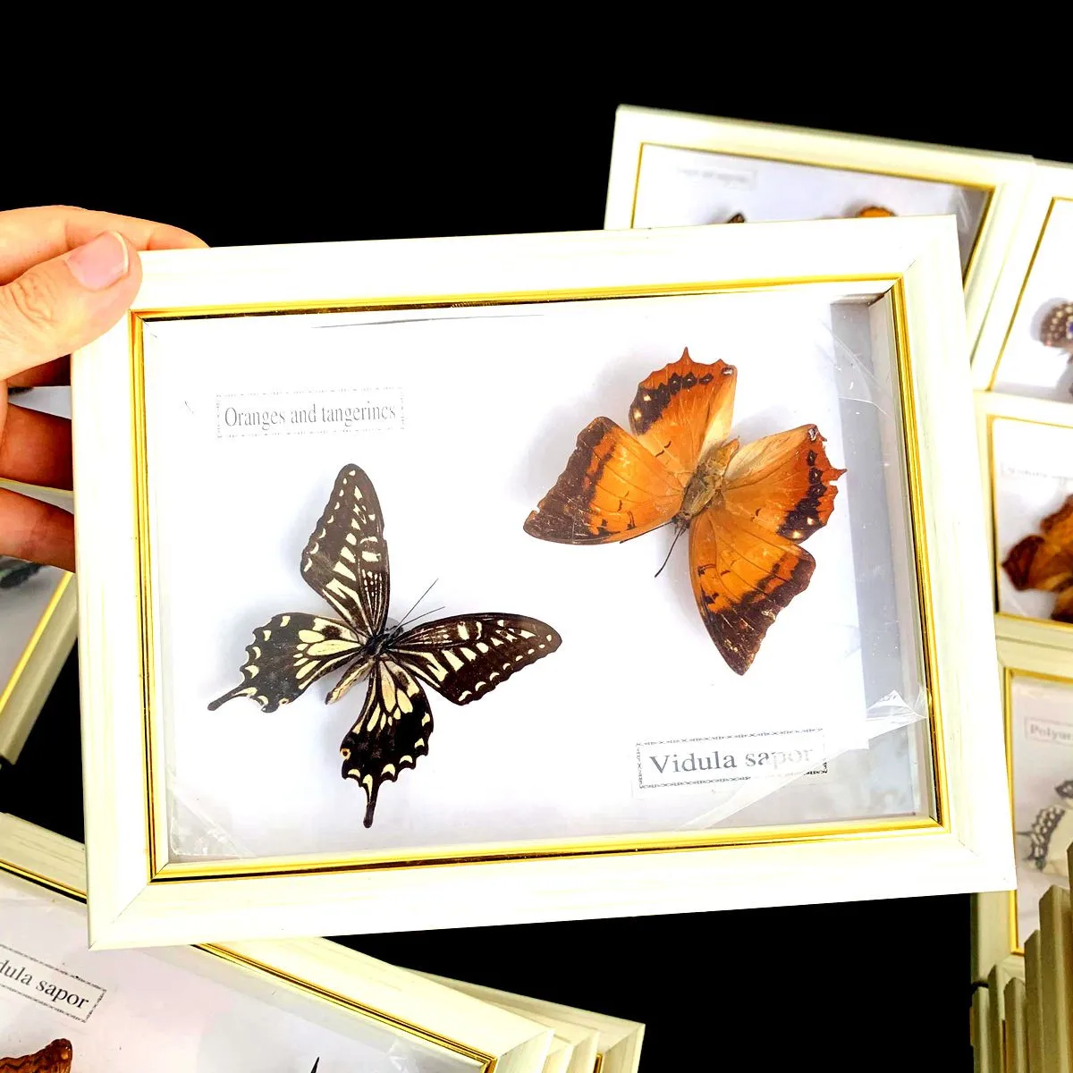 Real Natural Butterfly Specimen Education Teaching Home Decor Artwork Material Gift Ornament DIY Tabletop Decoration 6