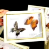 Real Natural Butterfly Specimen Education Teaching Home Decor Artwork Material Gift Ornament DIY Tabletop Decoration 6