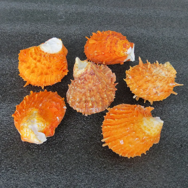 4-7cm 자연 가시 굴 조가비 껍질 선물 수족관 장식 크리스마스 장식 오렌지 스폰디 리대 염소 바다 국화