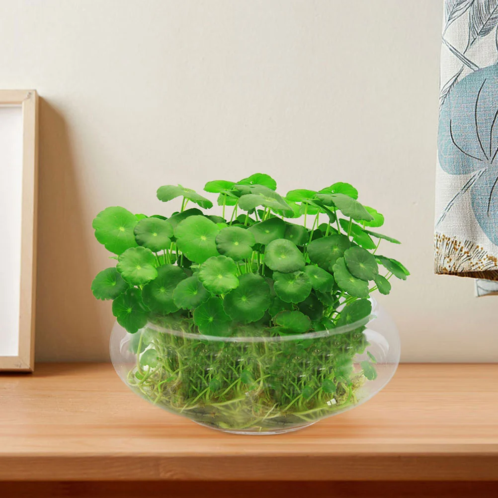 Wide Mouth Glass Vase Flower Pot Hydroponic Planter Desktop Flowerpot Round Aquarium Bowl Succulent Planter Bonsai 3