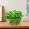 Wide Mouth Glass Vase Flower Pot Hydroponic Planter Desktop Flowerpot Round Aquarium Bowl Succulent Planter Bonsai 3