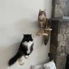 Cat Wall Climbing Steps Shelves Wall Mounted with Reversible Four-Stairs Cat Tree Scratching Post Steps Sisal Rope Accessories 5