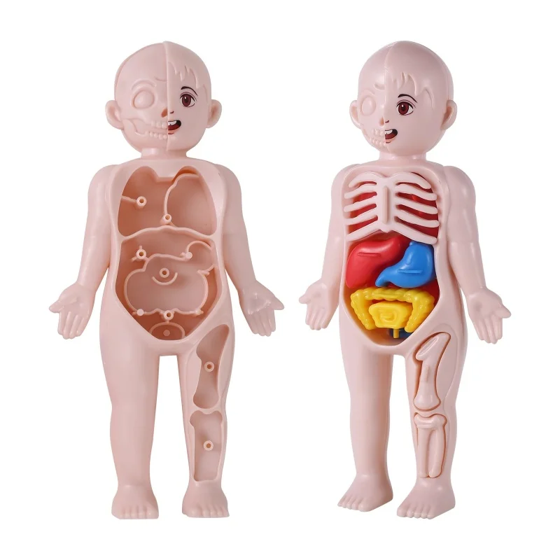 

3D Montessori Puzzle Mannequin Science Toy DIY Human Anatomy Model Kids Learning Organs Toys Educational Body Learning Tools
