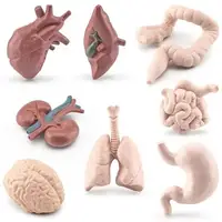 8 PCS Miniature Anatomy Organs Model Education Montessori Toy 2