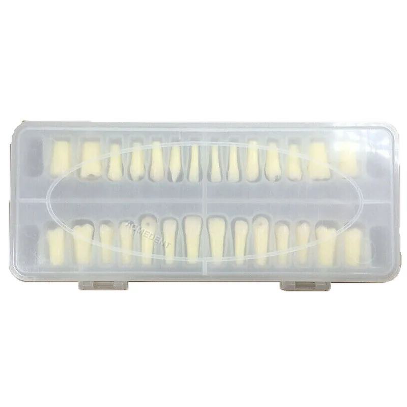 

Dental Caries Remove Teeth Decayed Removing Practise Model Dentist Student Test