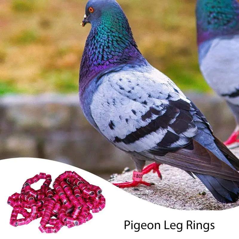 Pigeon Identification Rings 50pcs Safe Birdhouse Accessories Universal Pigeon Supplies Bands Bird Foot Rings Pegeon Accessories - Image 2
