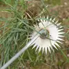 Weeding Artifact Root Rake Tool Gardening Rake Hand In Hand Loosening Soil Digging Wild Vegetables Hoe 5