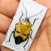 Specimen of human faced stink bug catacanthus Incarnatus handicraft material art design collection DIY home decor 1