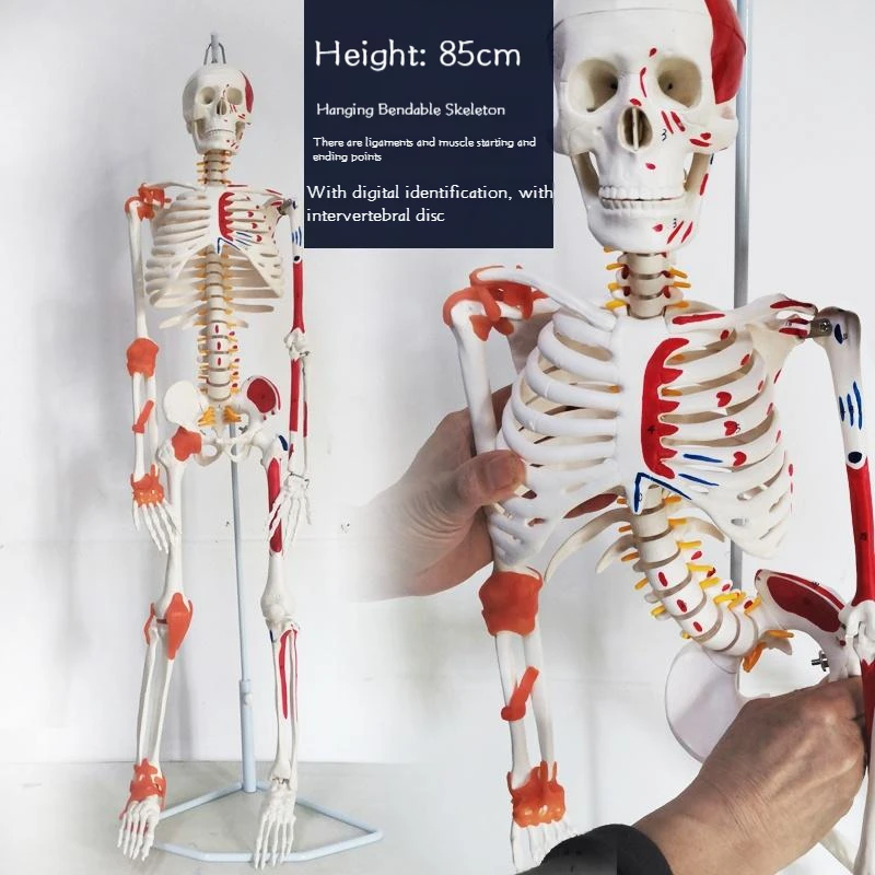 

85cm Whole Body Human Skeleton Model Medical High-end Medical Teaching Skeleton Can Be Movable Demolition Structure Muscle
