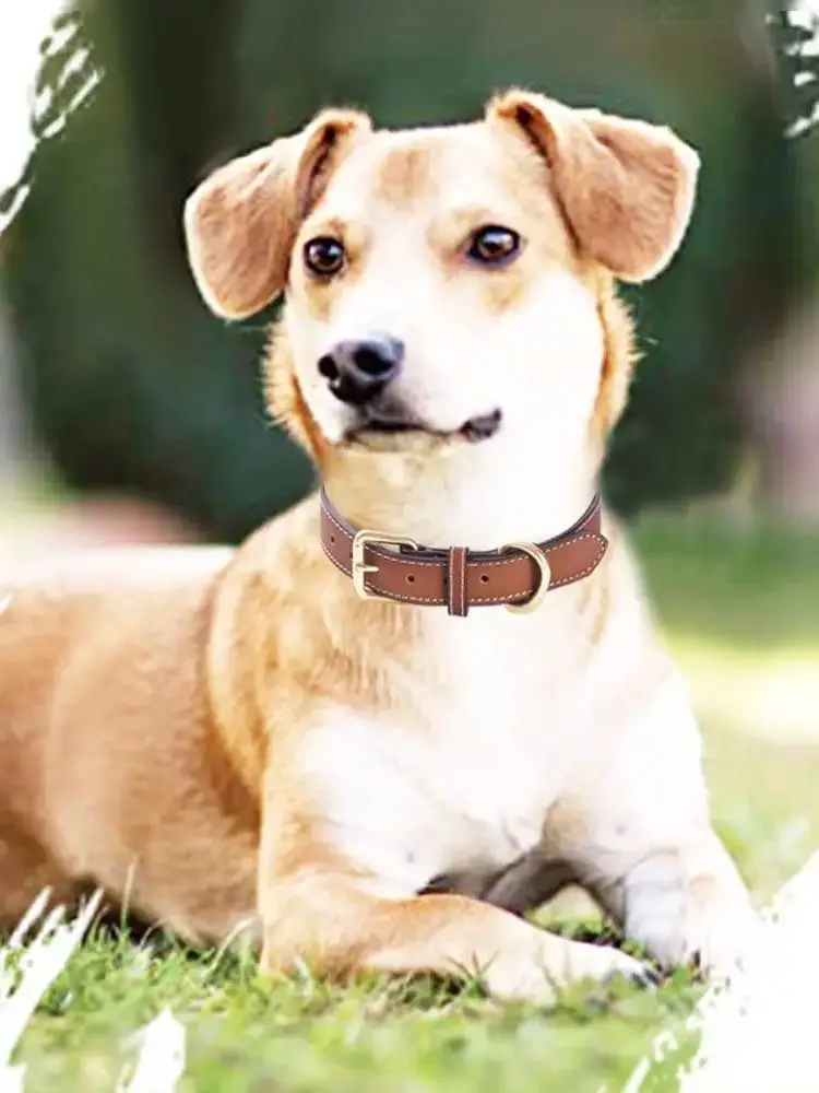 Genuine Leather Padded Dog Collar Comfortable Strong Soft Collars Best for Small Medium and Large Breed Dogs Brown color