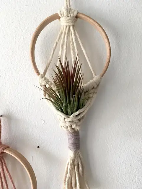 Air Plant Holder 06