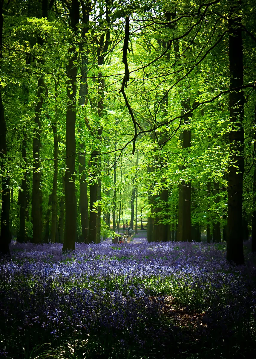 Sunlit Forest Canvas Wall Art - Green Tree Landscape Home Décor Print