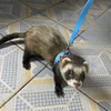 Pet Chest Strap Striped Hamster Rabbit Bow-knot Harness Vest Leash Traction Rope Ferrets Rats Chest Strap Small Pet Leashes 6