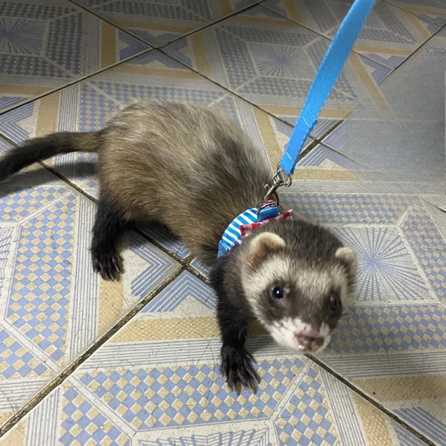 Pet Chest Strap Striped Hamster Rabbit Bow-knot Harness Vest Leash Traction Rope Ferrets Rats Chest Strap Small Pet Leashes 6