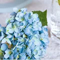 Blue d