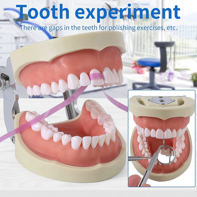 32 Typodont Teeth -̵ ġ      Typodont ÿ  
