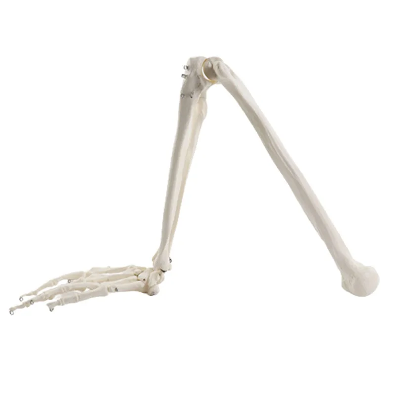 Adult Human Upper Limb Bone Arm and Radius Hand Bone Anatomy Model Medical Science Classroom Supplies Teaching