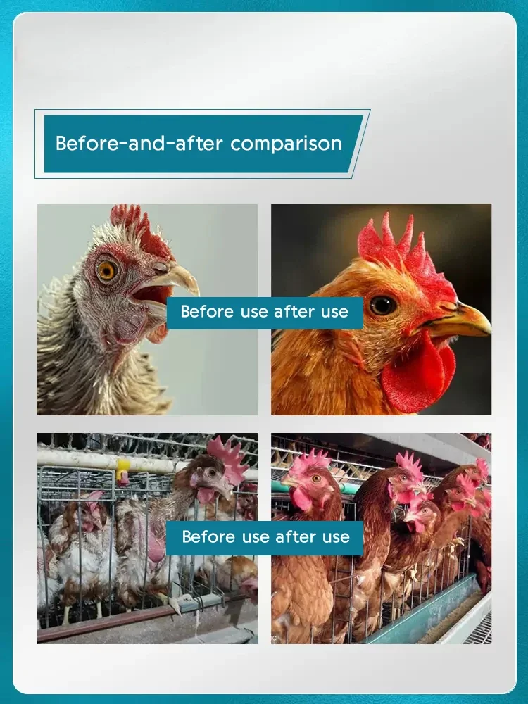 Raw feather vegetarian chicken with Rutin chicken electrolytic multidimensional animal vitamin trace elements feather powder