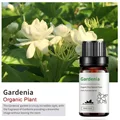 Gardenia