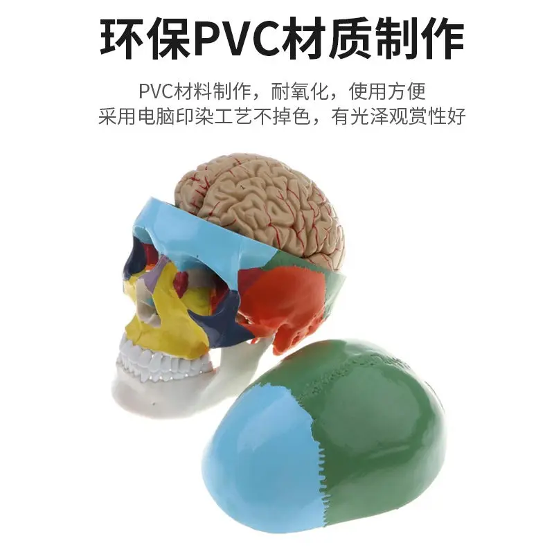 Life-Size Human Skull Model 2