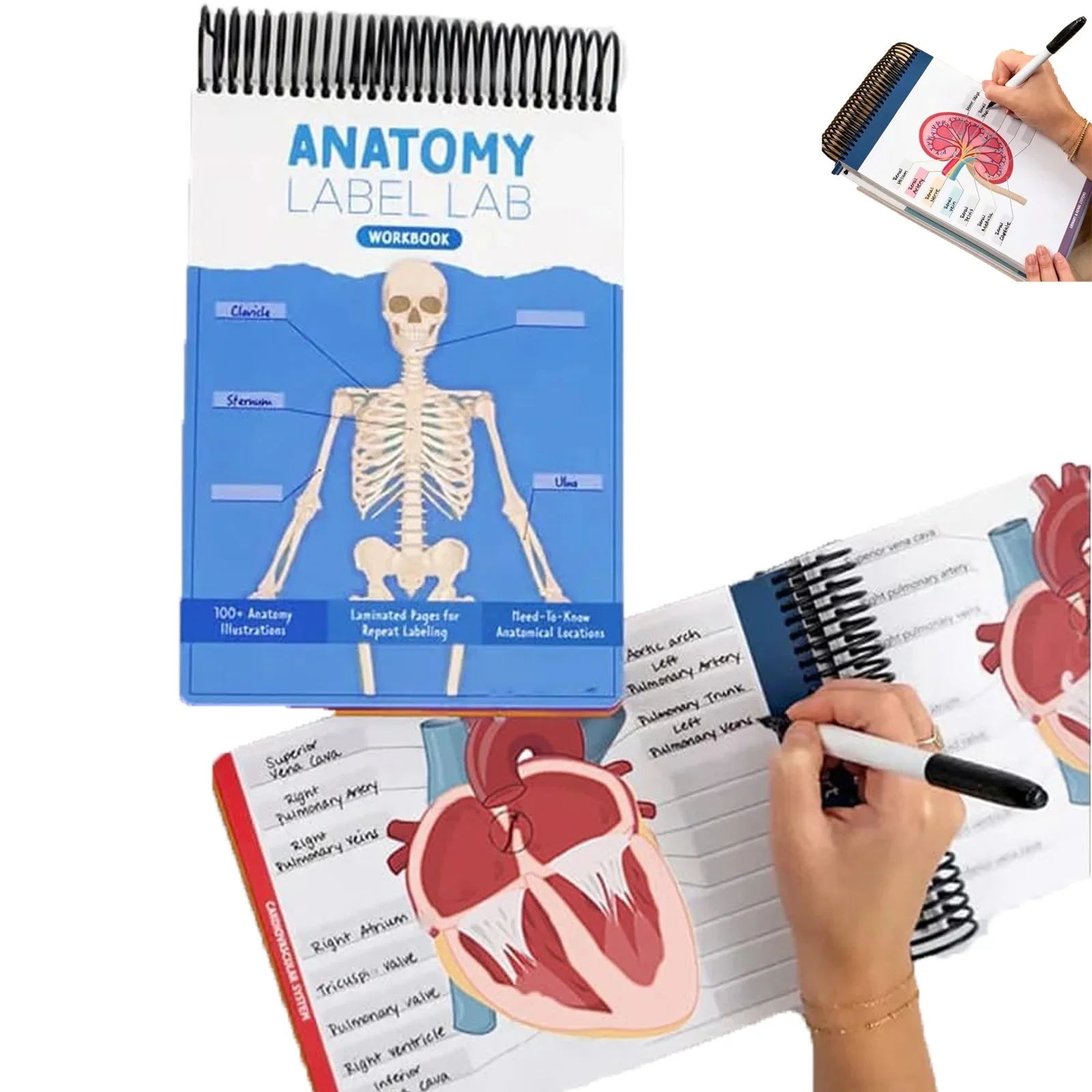 100+ Detailed Anatomy illustrations Perfect for Students Entering Nursing Physical Therapy Radiology Pre-med and So Much More