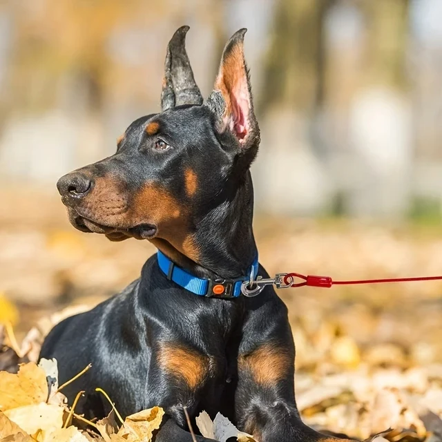 S0944fb9a48f54776b282e82fd93da0705.jpg High Quality 5mm*3m Lengthen Steel Wire Dogs Rope Chain Durable Double-end Dogs Leash Cable Dual Heads Metal Hooks Pet Supplies