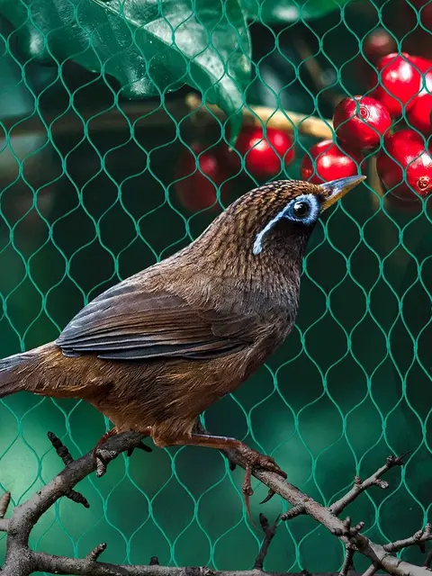 protéger le filet d'arbre fruitier Filet de protection contre les oiseaux  léger et réutilisable pour protéger les arbres A50 98666