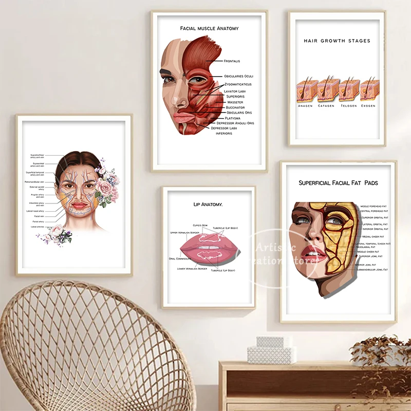 Face Muscle Vein Tabella Dettagliata Science Poster Skin Lip Sopracciglio Art Print Canvas Medical Clinic Salone Di Bellezza Wall Art Room Decor