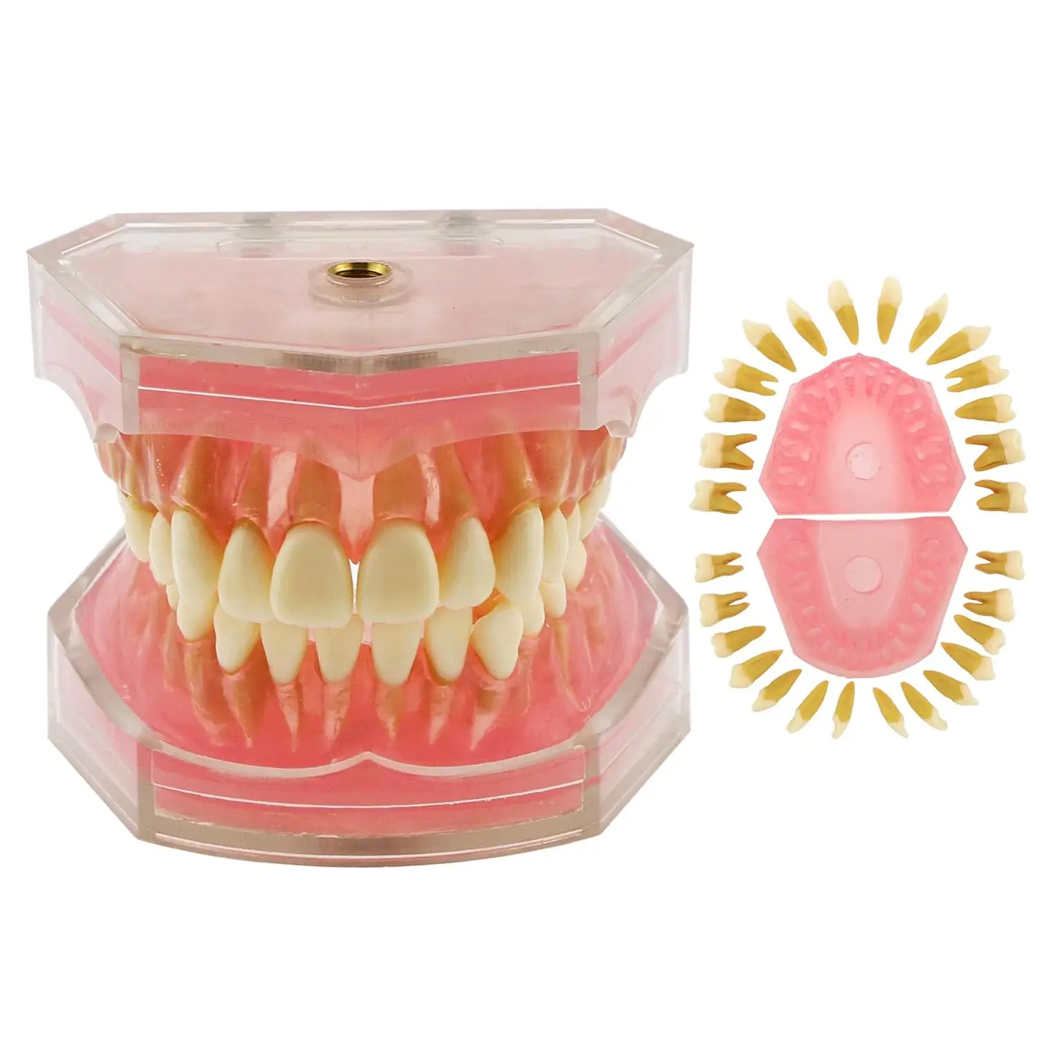

Dental Demonstration Teeth Model - Standard Study Teaching Dental Mode with All Removable Teeth #7008 Silica Gel Mate