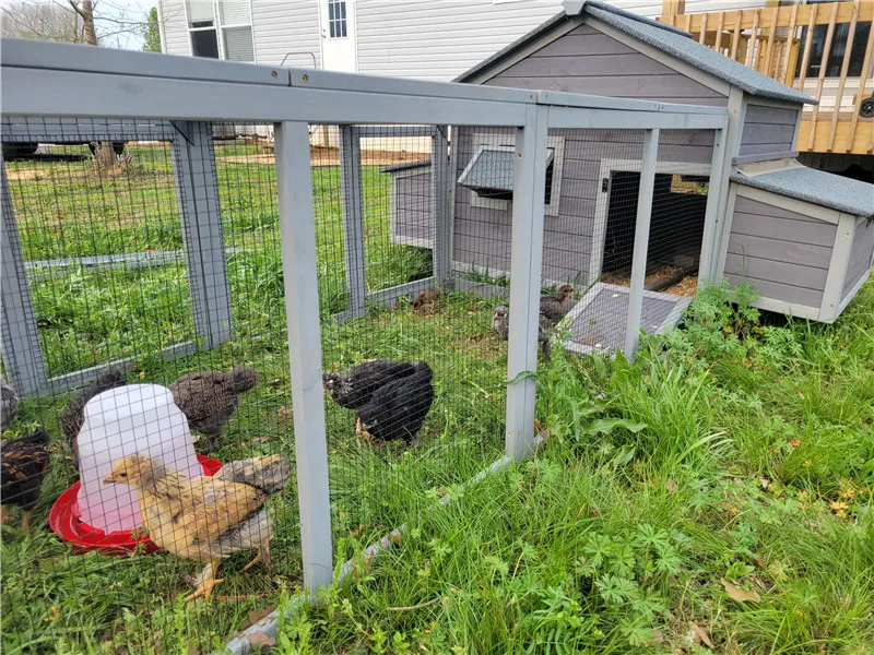 large chicken coop