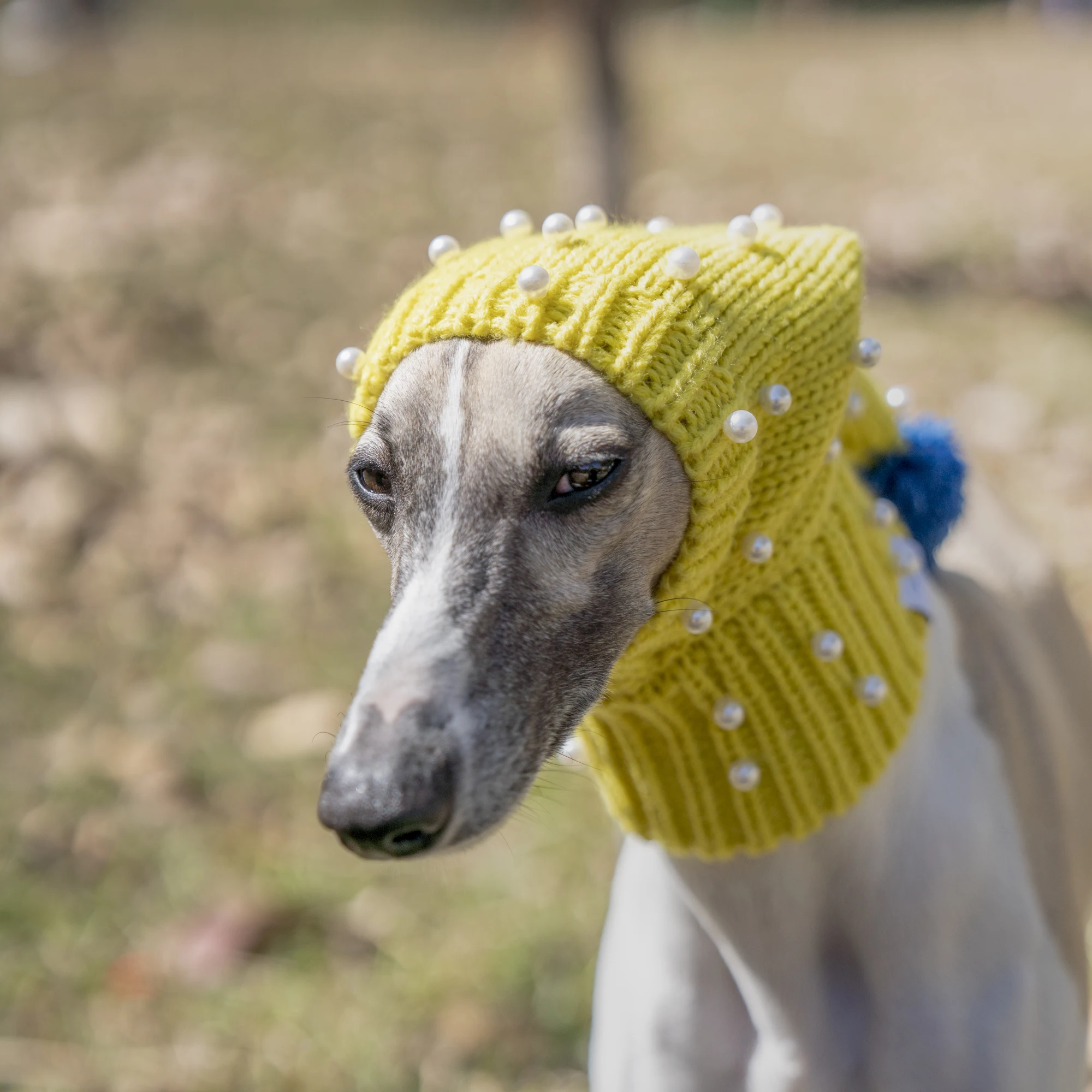 Yellow Hat with Pearls, Small Dog Hat, Whitbit Greyhound
