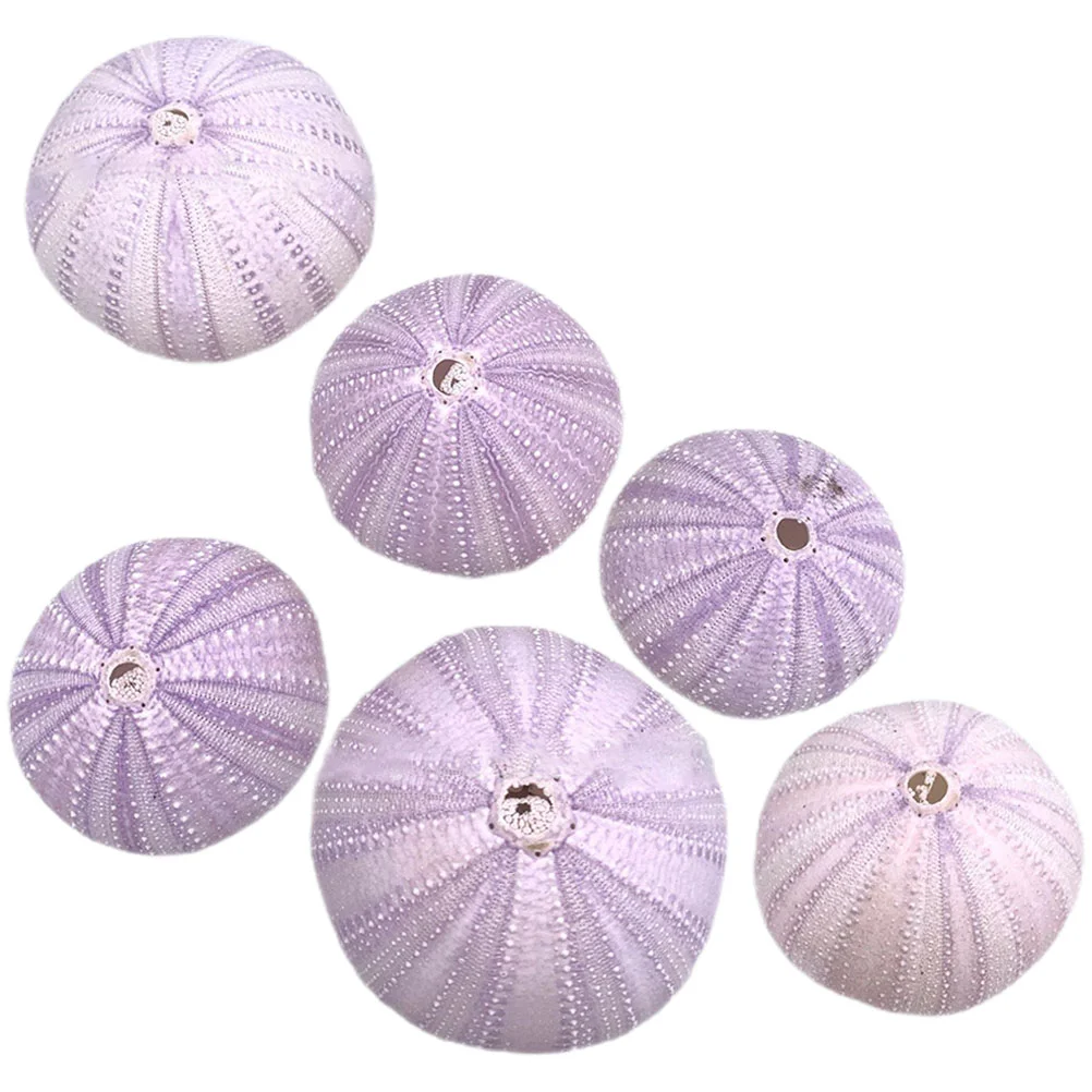 

Natural Shell Conch Urchin Decor Sea Decors Gardening Decorations Fish Tank Craft Accessories