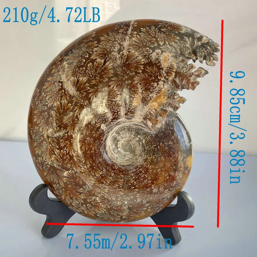 Natural conch fossilised beak jade conch maple leaf furniture office desk decoration