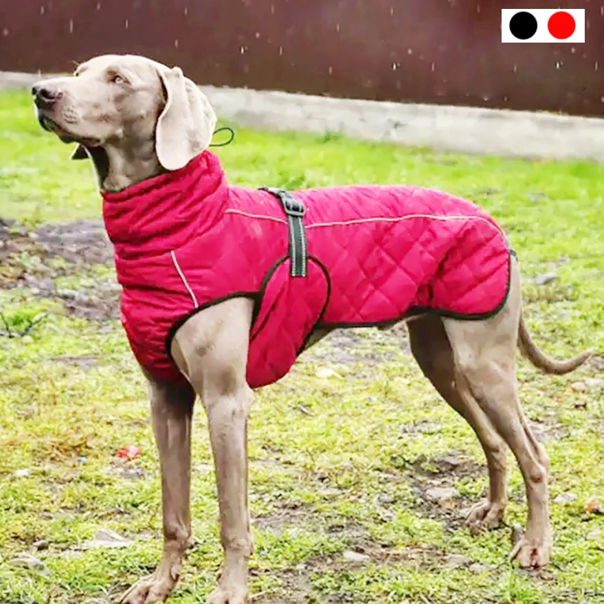 Chaqueta reflectante impermeable para mascotas, abrigo de algodón cálido perros, invierno perros medianos y grandes, Labrador|Abrigos y chaquetas para perro| - AliExpress