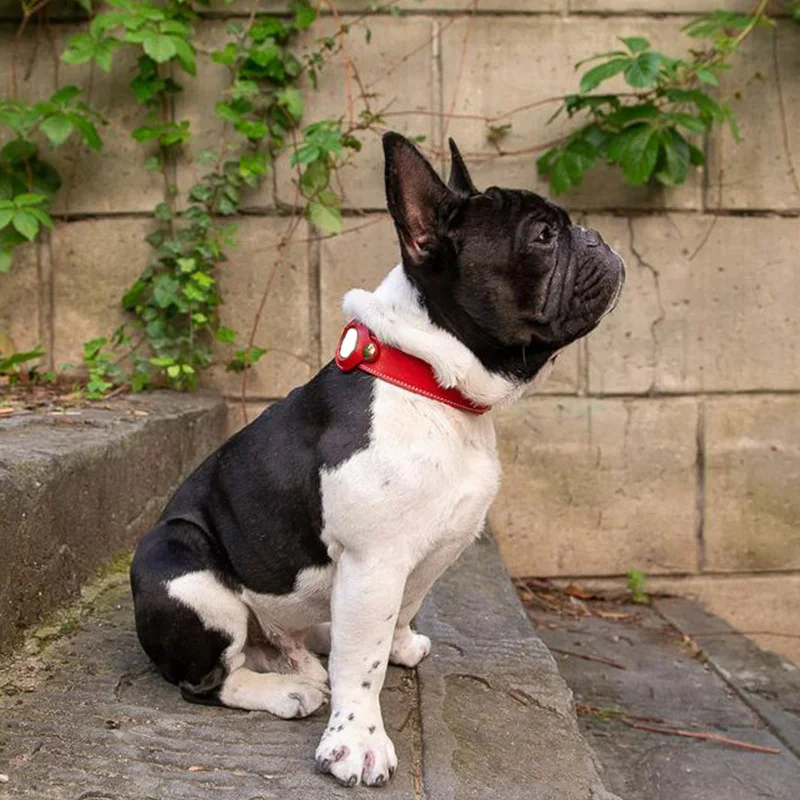 Dog Collar - Premium Leather