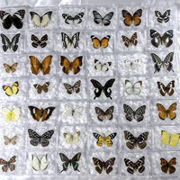 5pcs/10pcs Butterfly Specimen Birthday Gift Home Decoration Acrylic box Take Out Insect Sample Collection DIY 1