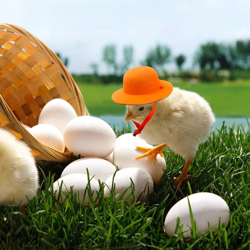 Chicken Helmet,Chicken Toys Accessories,Chicken Decoration Chicken Hat For Hens Tiny Pets Funny Chicken Accessories Hen Top Hat For Rooster Duck Parrot Hamster Poultry Stylish Show Costum