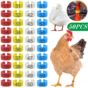 Numbered Poultry Leg Rings 1