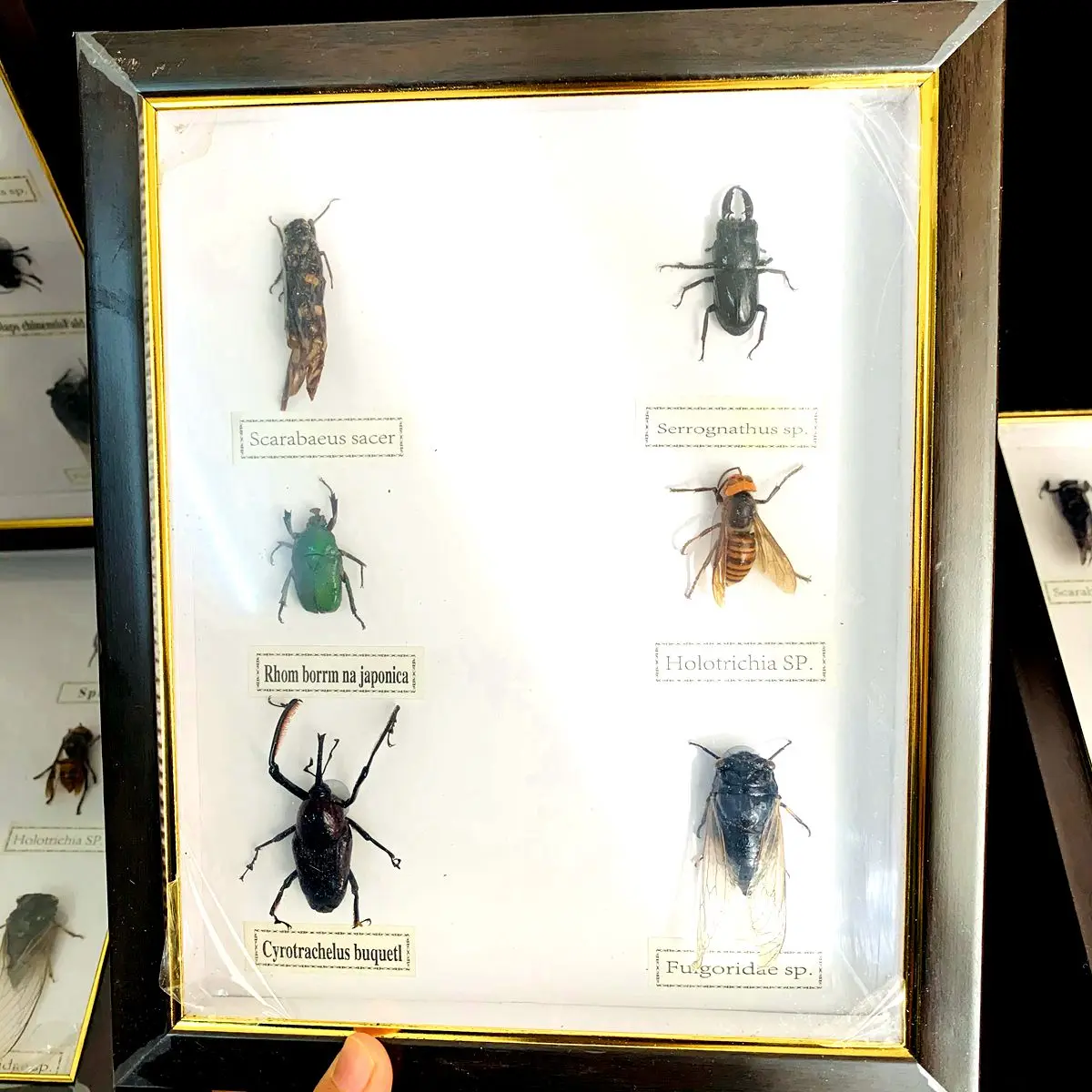 New real insect specimen transparent resin spider autumn beetle scorpion wasp with Photo frame 5