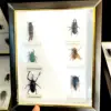 New real insect specimen transparent resin spider autumn beetle scorpion wasp with Photo frame 5